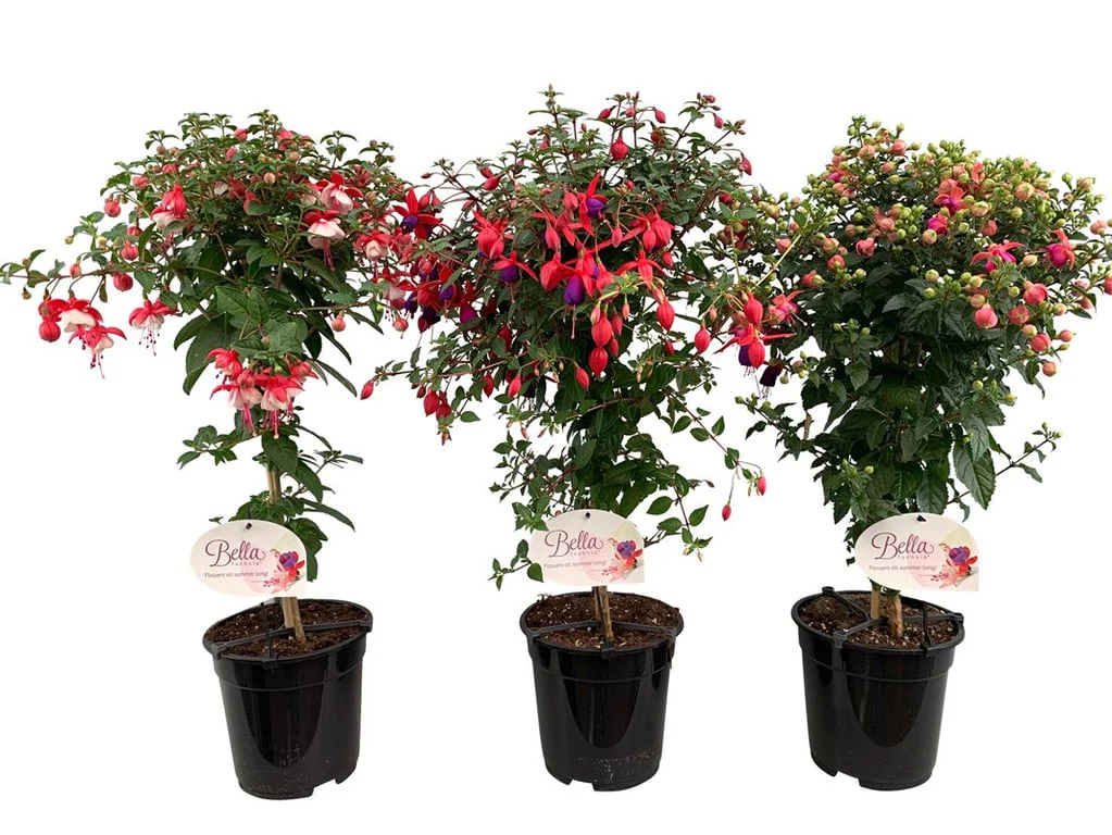 Fuchsia mix P19, on a stem(70cm)
