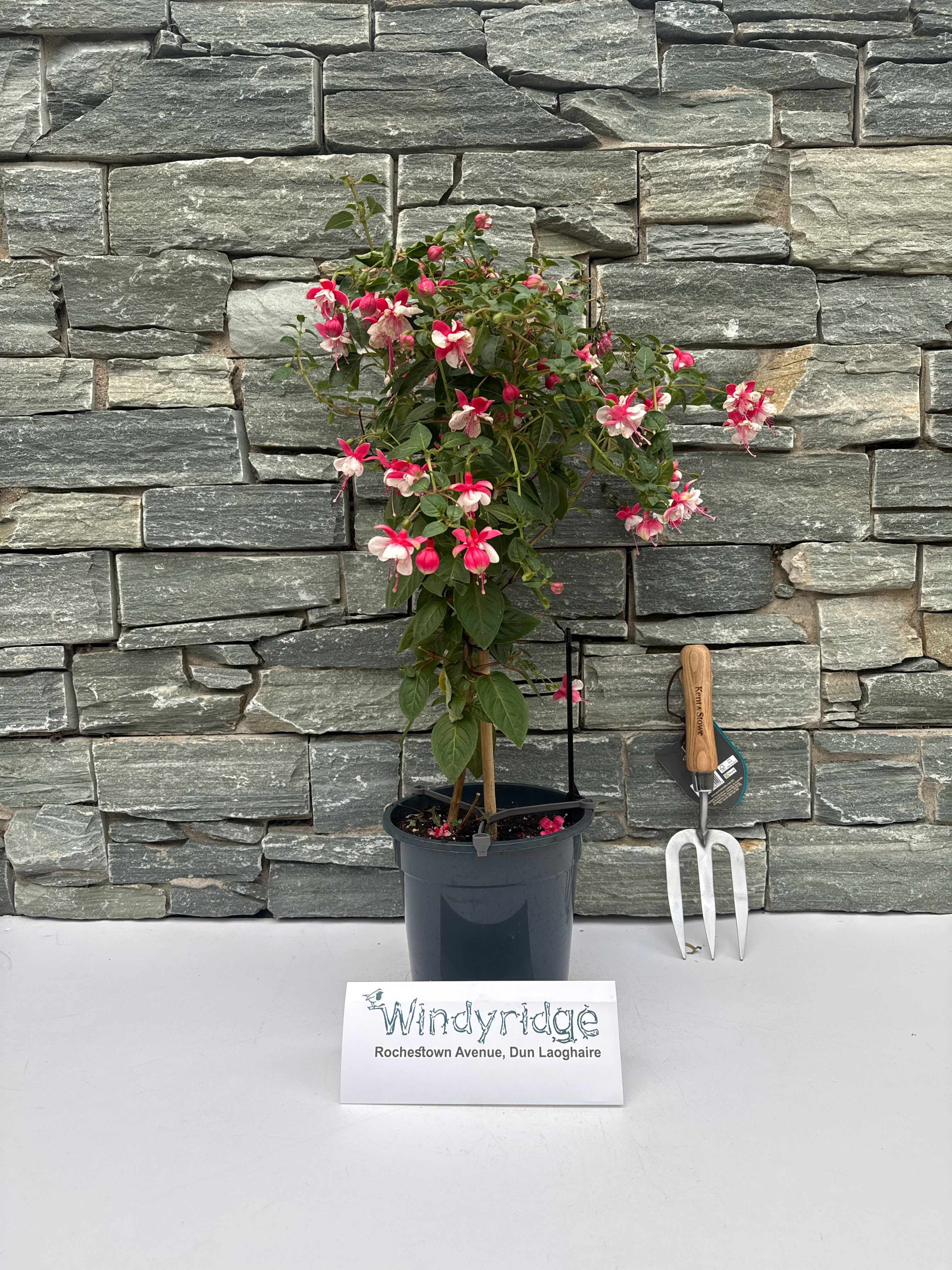 Fuchsia mix P19, on a stem(70cm) - Image 2