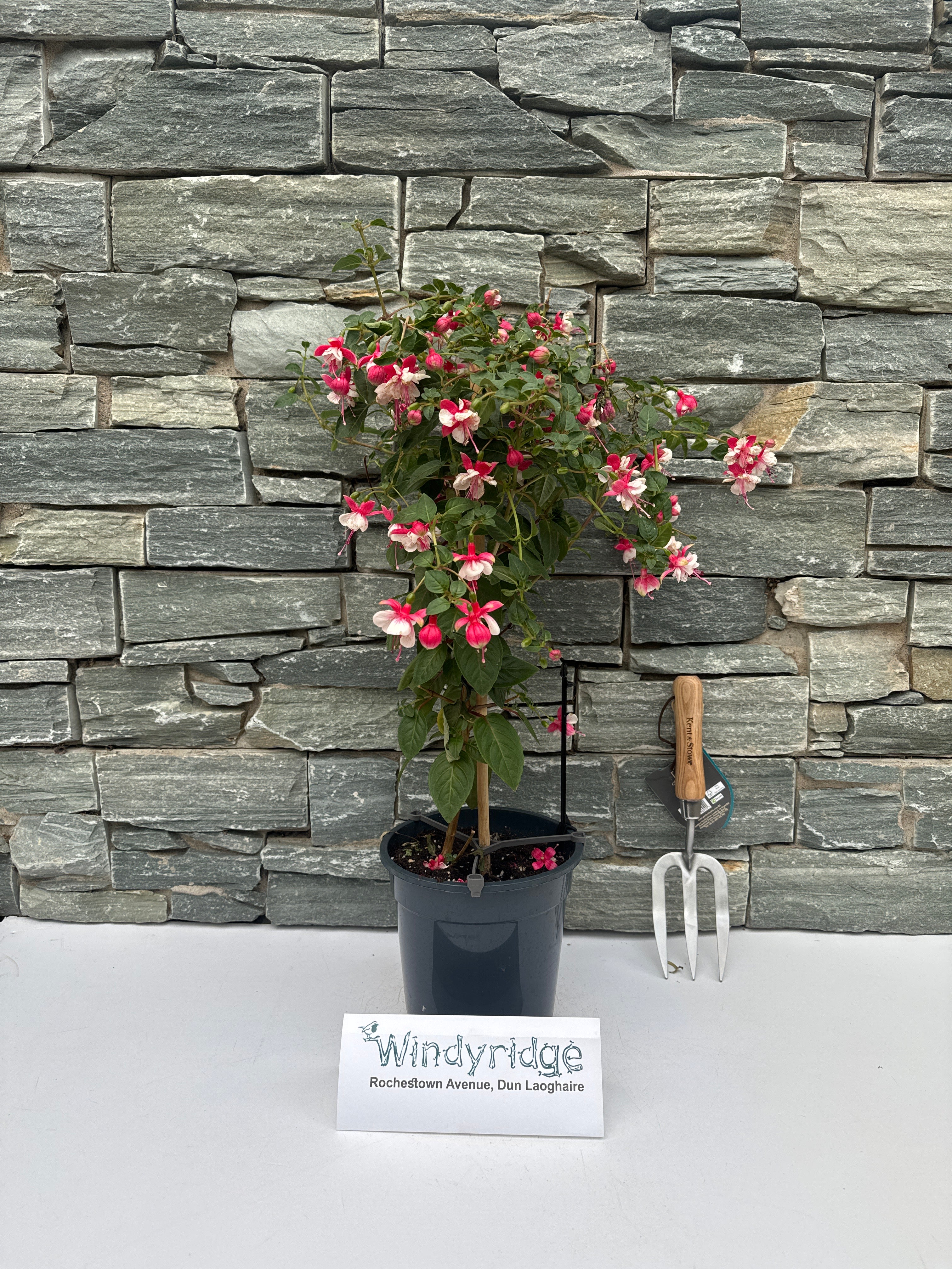 Fuchsia mix P19, on a stem(70cm) - Image 3