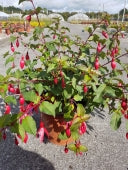 Fuchsia Mrs Popple