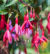 FUCHSIA Mrs Popple