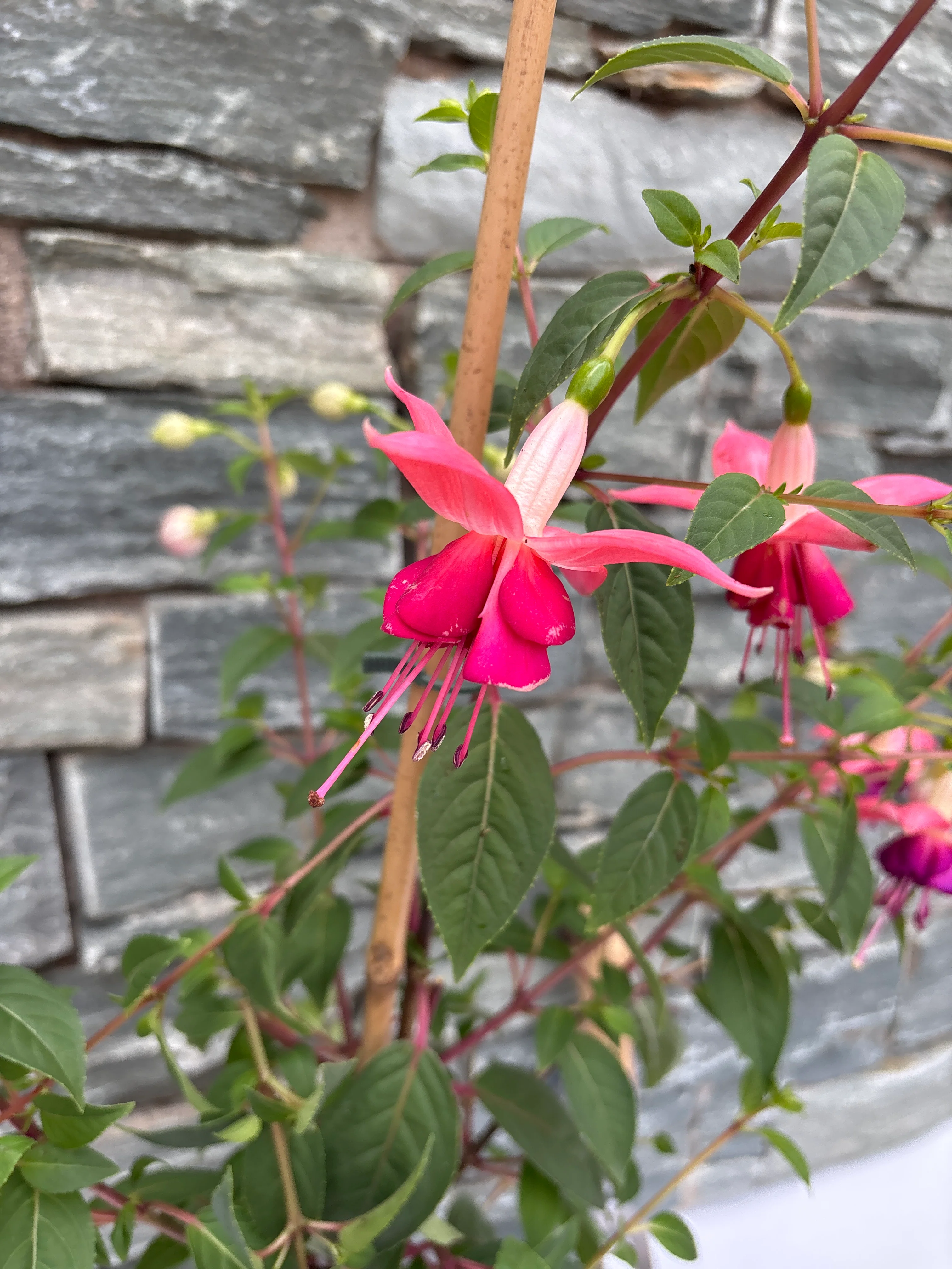 Fuchsia 'Paula Jane'  P17 - Image 2