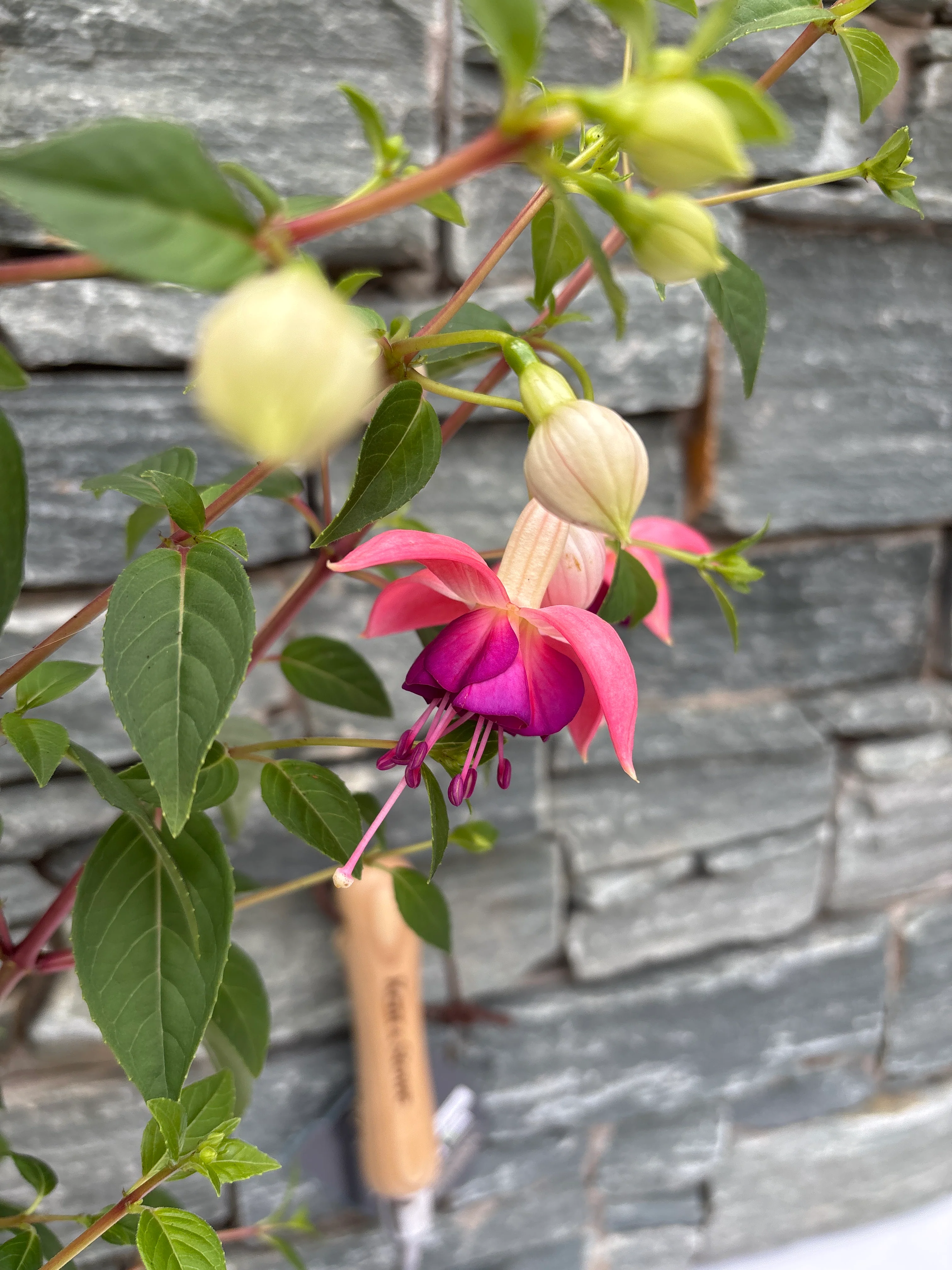 Fuchsia 'Paula Jane'  P17 - Image 3
