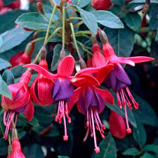 Fuchsia Tom Thumb