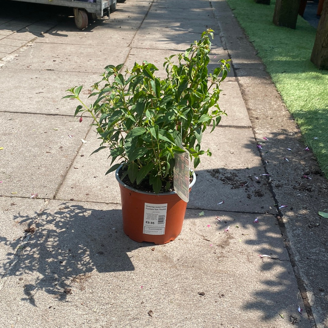 Fuchsia Tom Thumb - Image 2