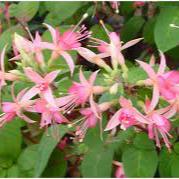 Fuchsia Walz Jubelteen