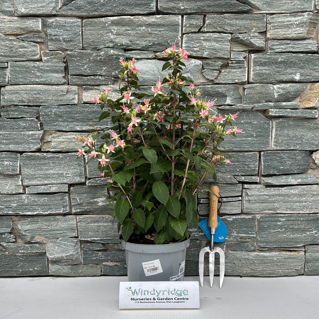 Fuchsia Walz Jubelteen - Image 2