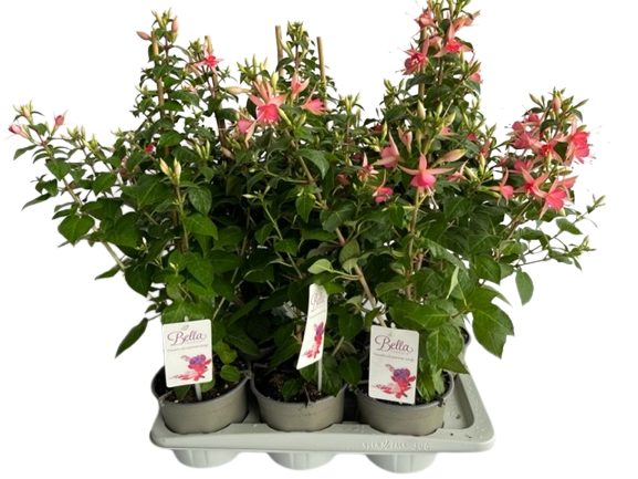 Fuchsia Walz Jubelteen - Image 3