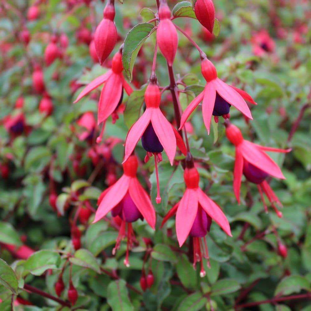 Fuschia Mrs Popple 3ltr pots - Image 2