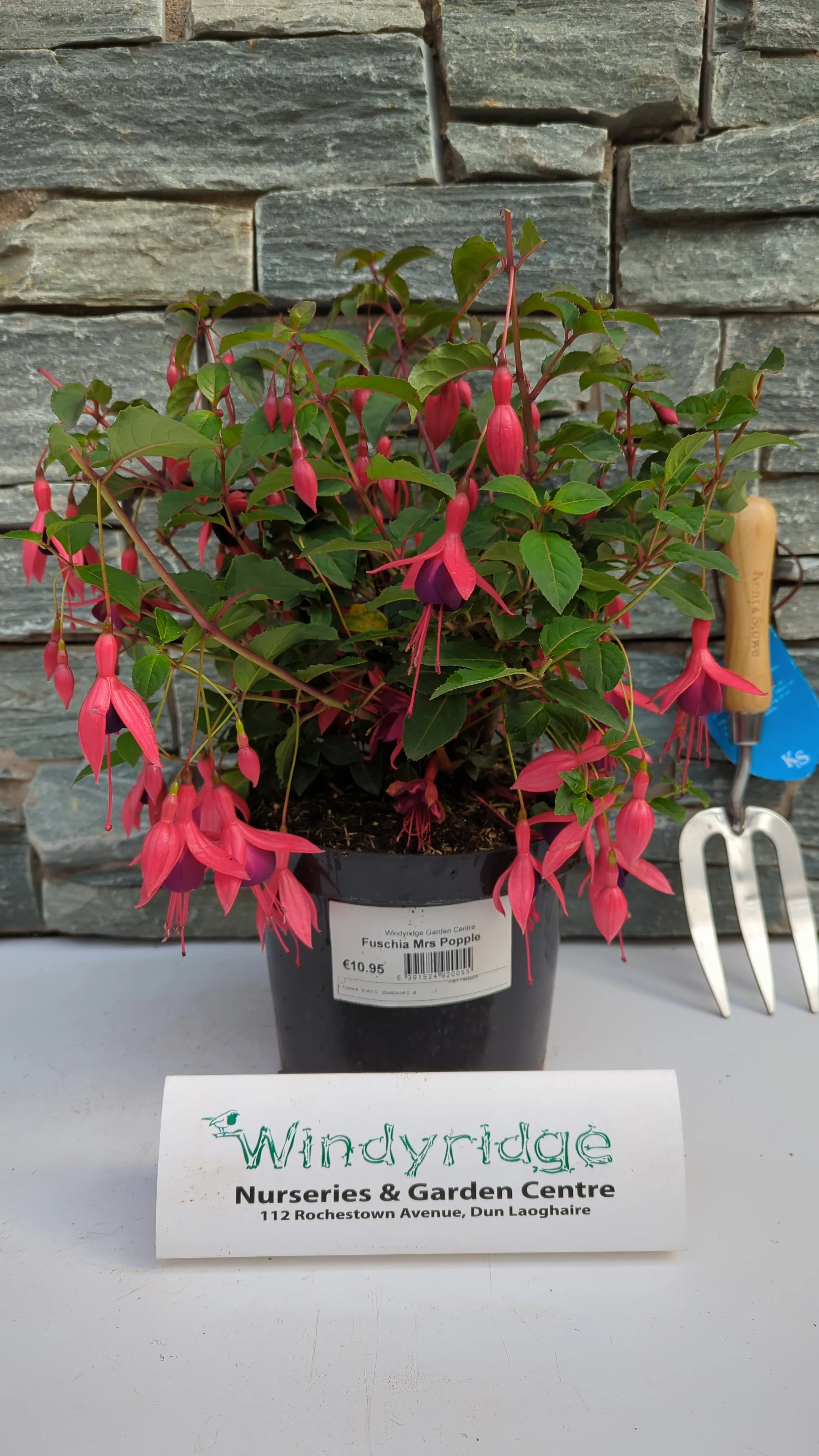 Fuschia Mrs Popple 3ltr pots - Image 3