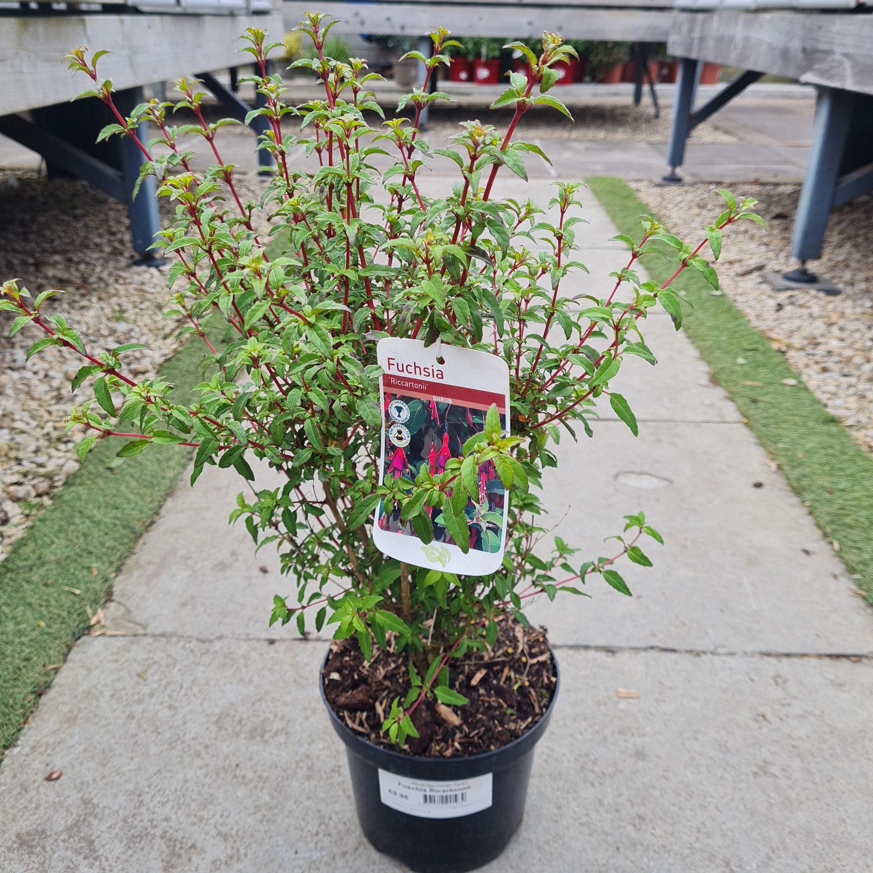 Fuschia Ricartonnii - Image 3