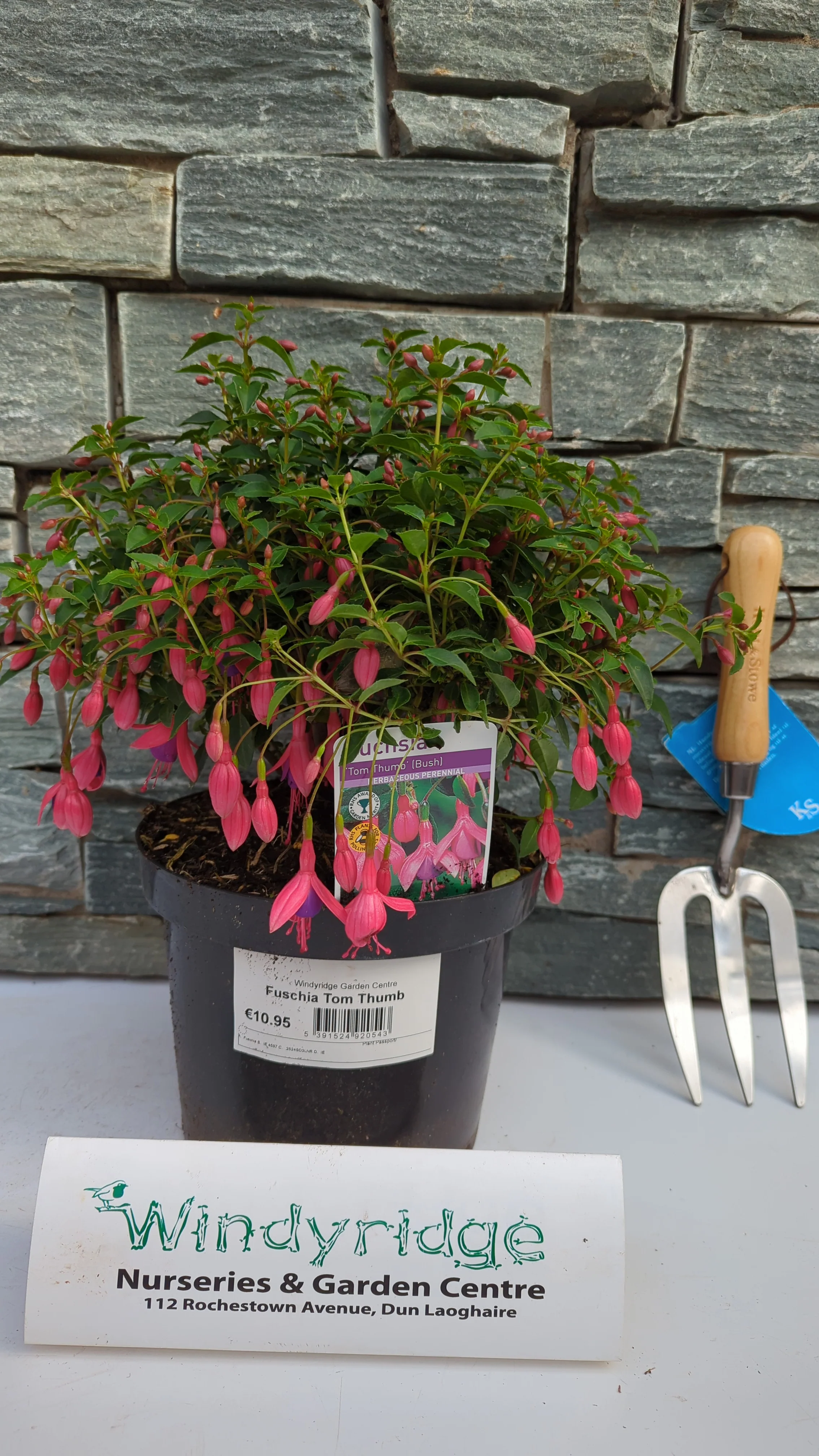 Fushia Tom Thumb - Image 2