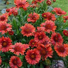 GAILLARDIA Celebration