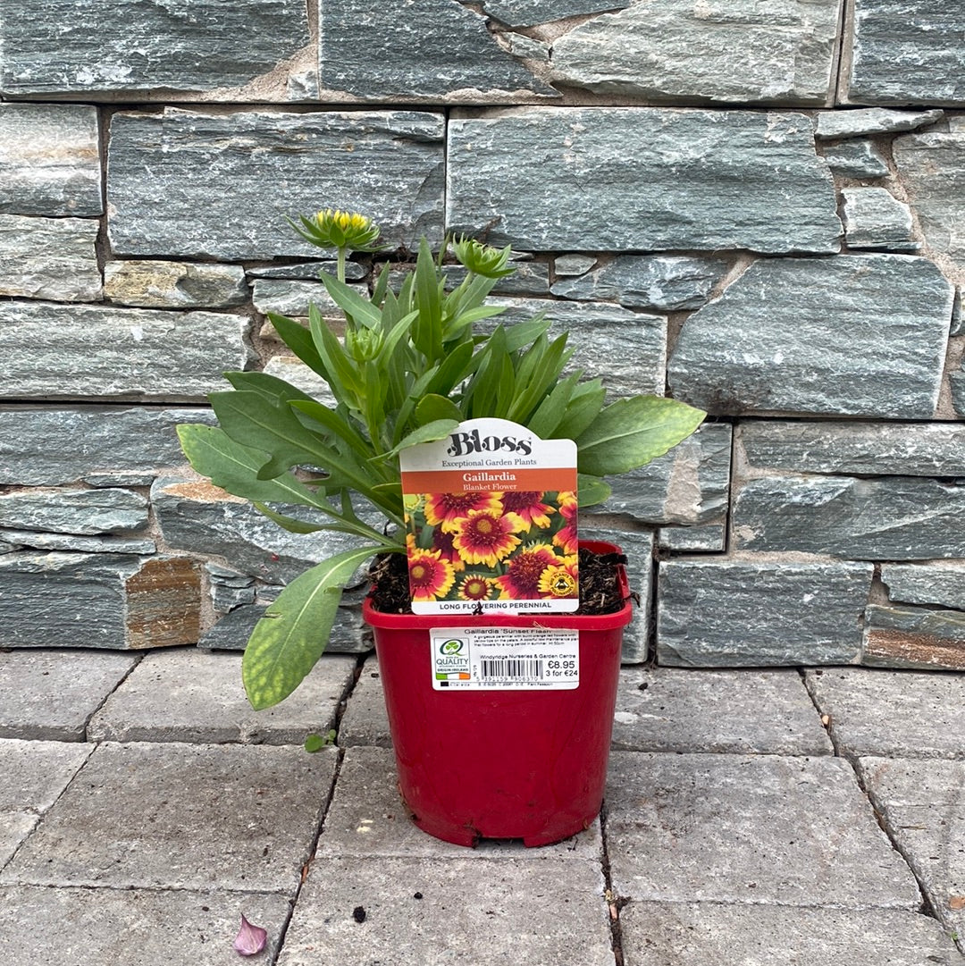 Gaillardia Sunset Flash - Image 2