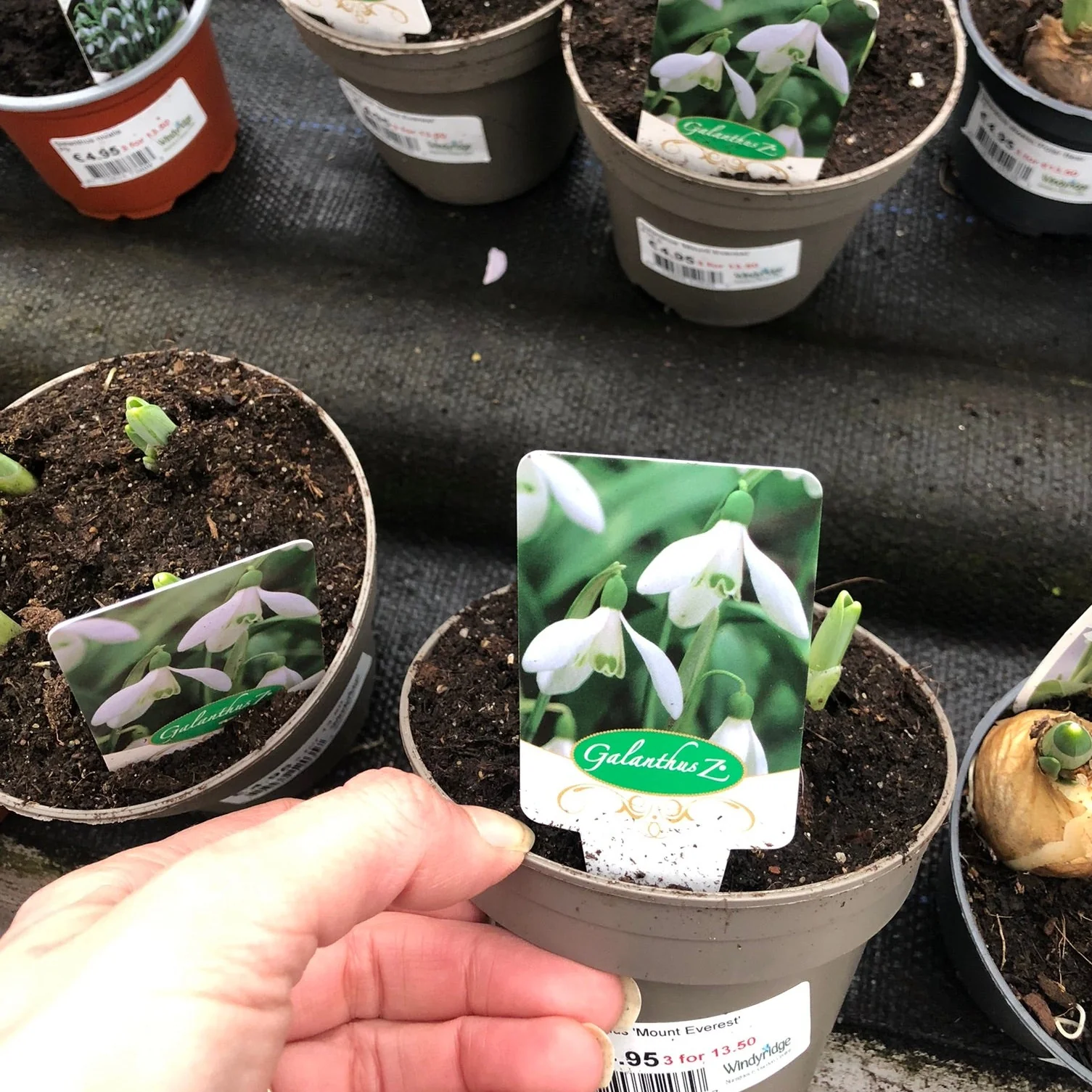 Galanthus Mount Everest  P10.5 - Image 2