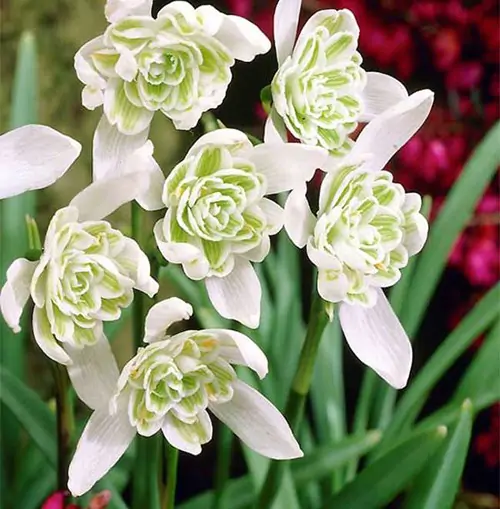 GALANTHUS SNOWDROPS FLORE PLENO X 7 - Image 2