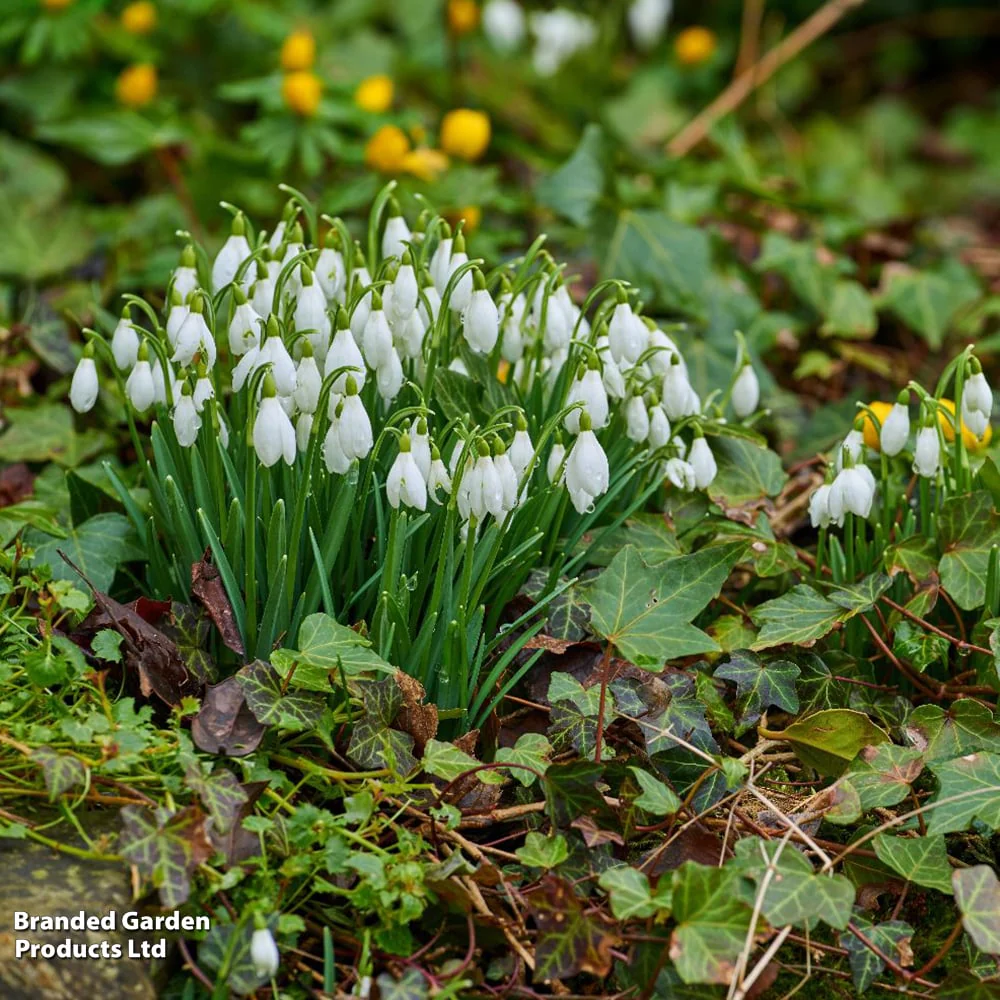 GALANTHUS SNOWDROPS WORONOWII 20 - Image 2