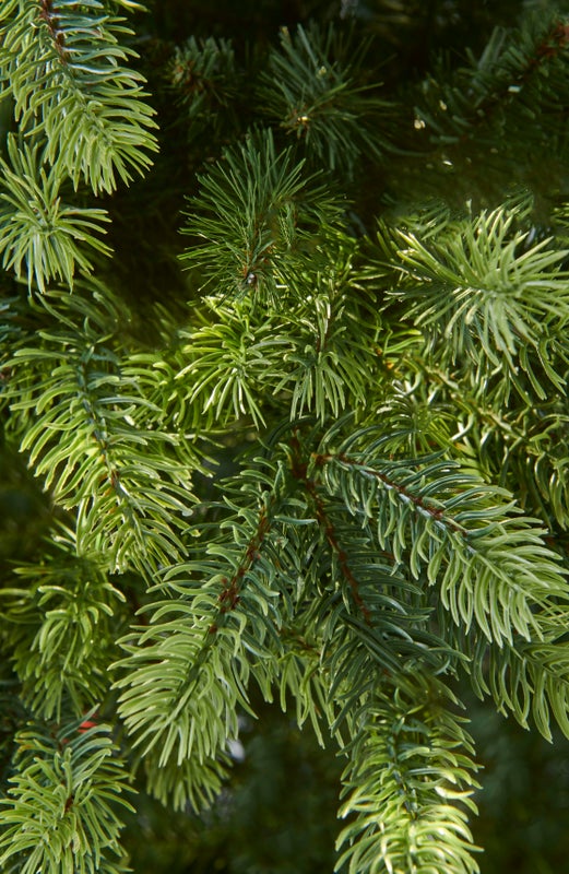 GALWAY - 7.5ft Tree - Image 2