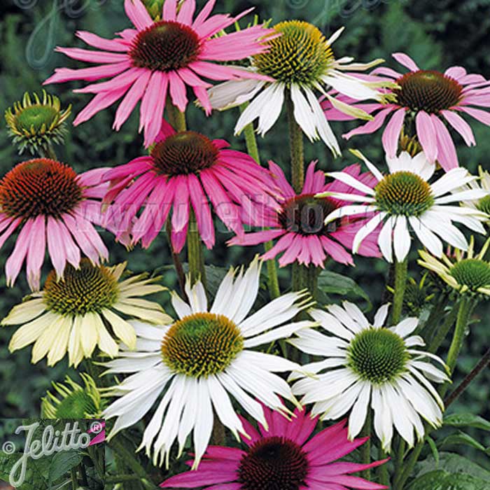 GARDEN CONTAINER PACK ECHINACEA - SORBET SHADES 3 - Image 2