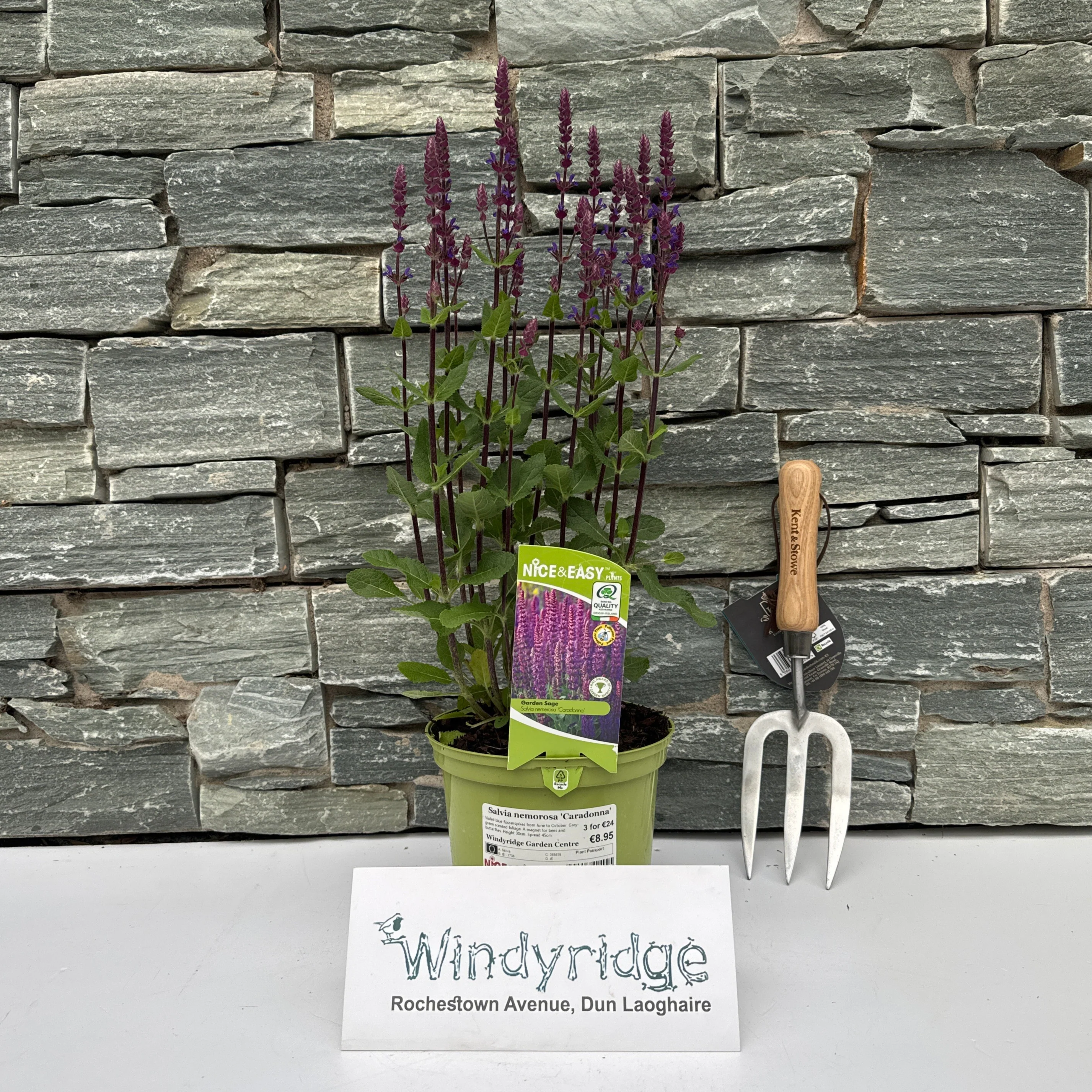 Garden Sage Salvia Nemerosa Caradonna (2Ltr Pot) - Image 2