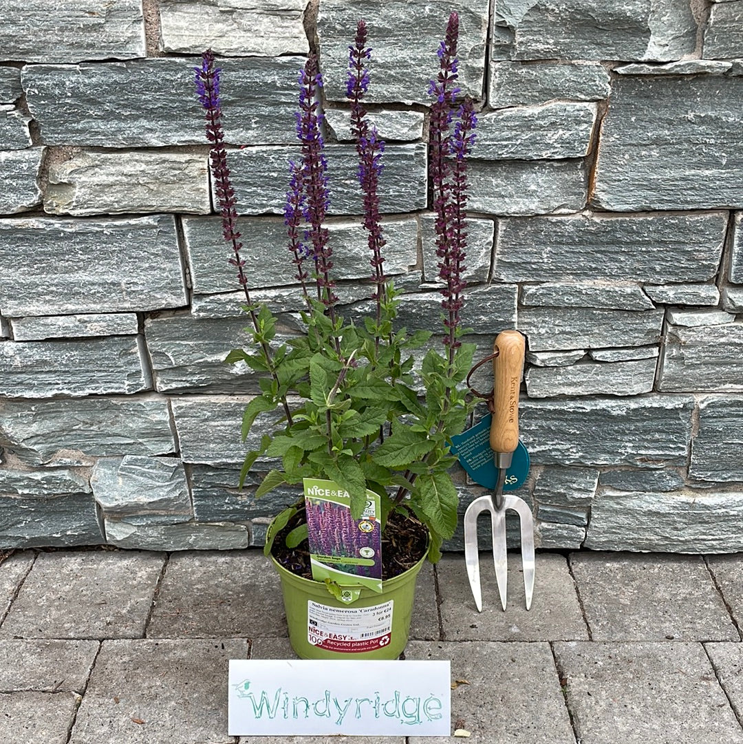 Garden Sage Salvia Nemerosa Caradonna (2Ltr Pot) - Image 3