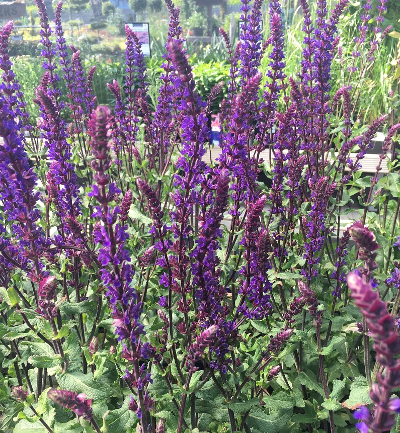 Garden Sage Salvia Nemerosa Caradonna (2Ltr Pot) - Image 4