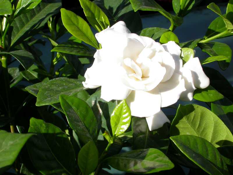 Gardenia jasminoides