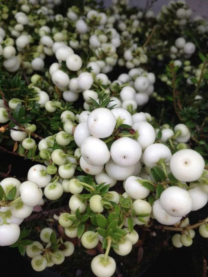 Gaultheria mucronata