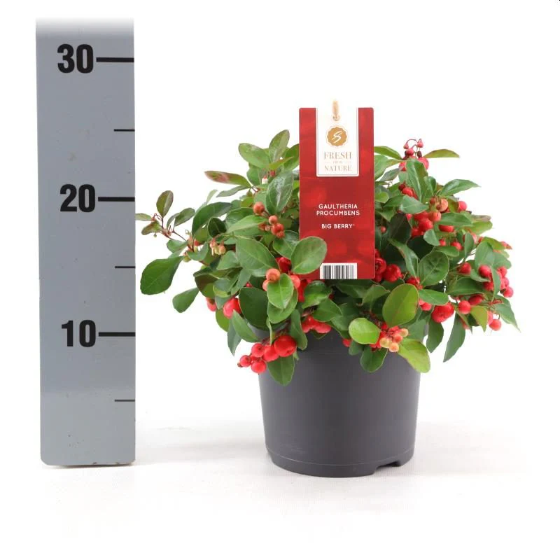 Gaultheria pro. Big Berry
