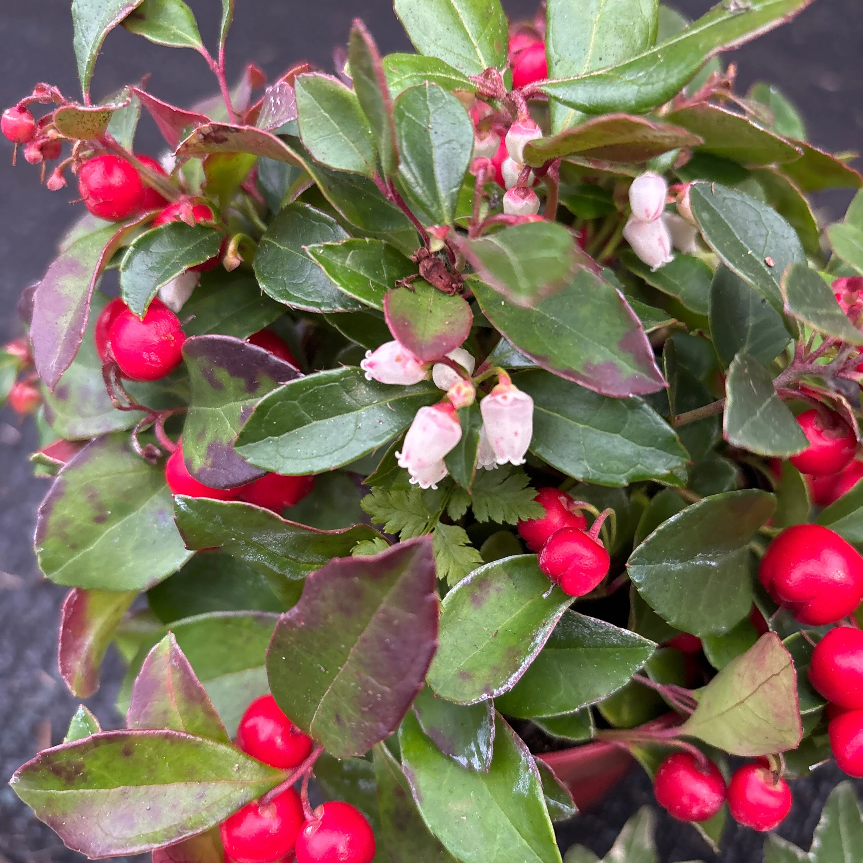 Gaultheria proc. Big Berry - Image 2