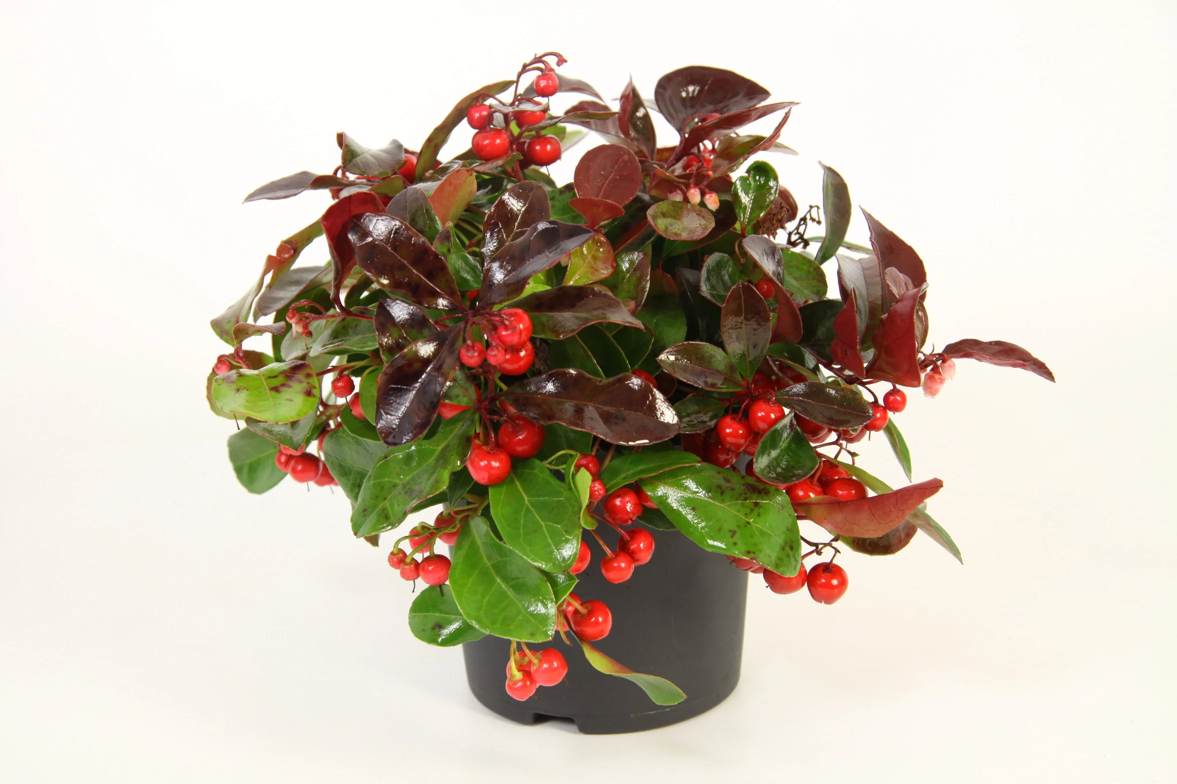 Gaultheria proc. Big Berry - Image 2