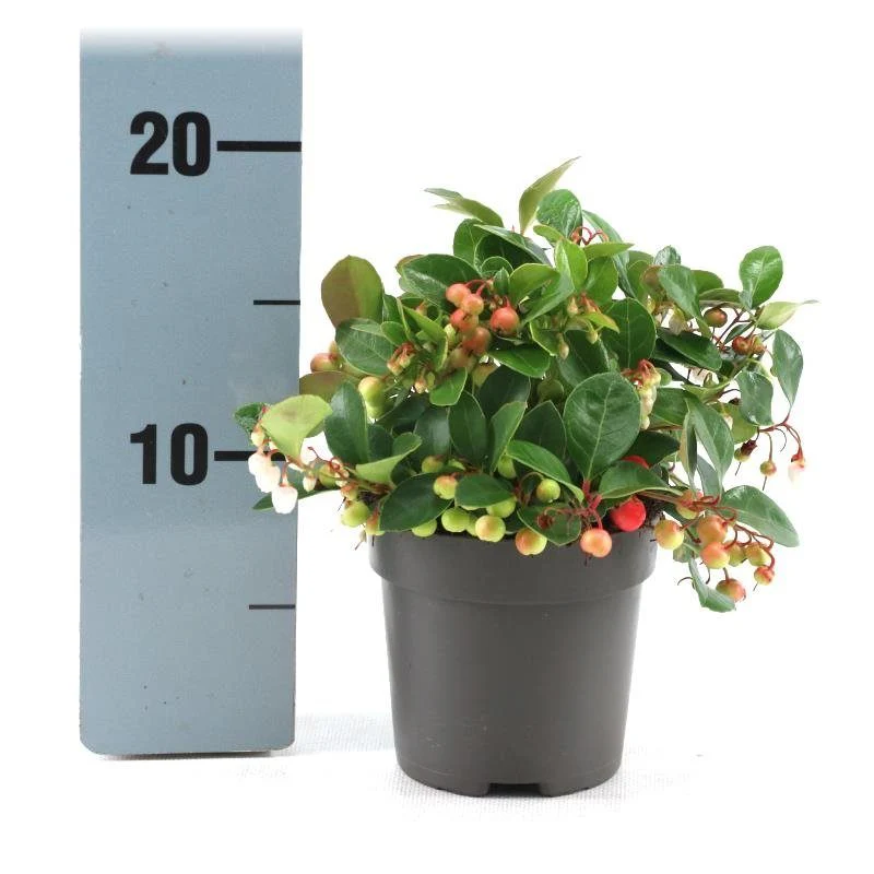 Gaultheria proc. Big Berry  P10.5, red pot - Image 2