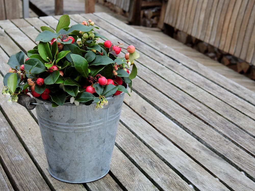 Gaultheria proc. Big Berry  P10.5, red pot - Image 3