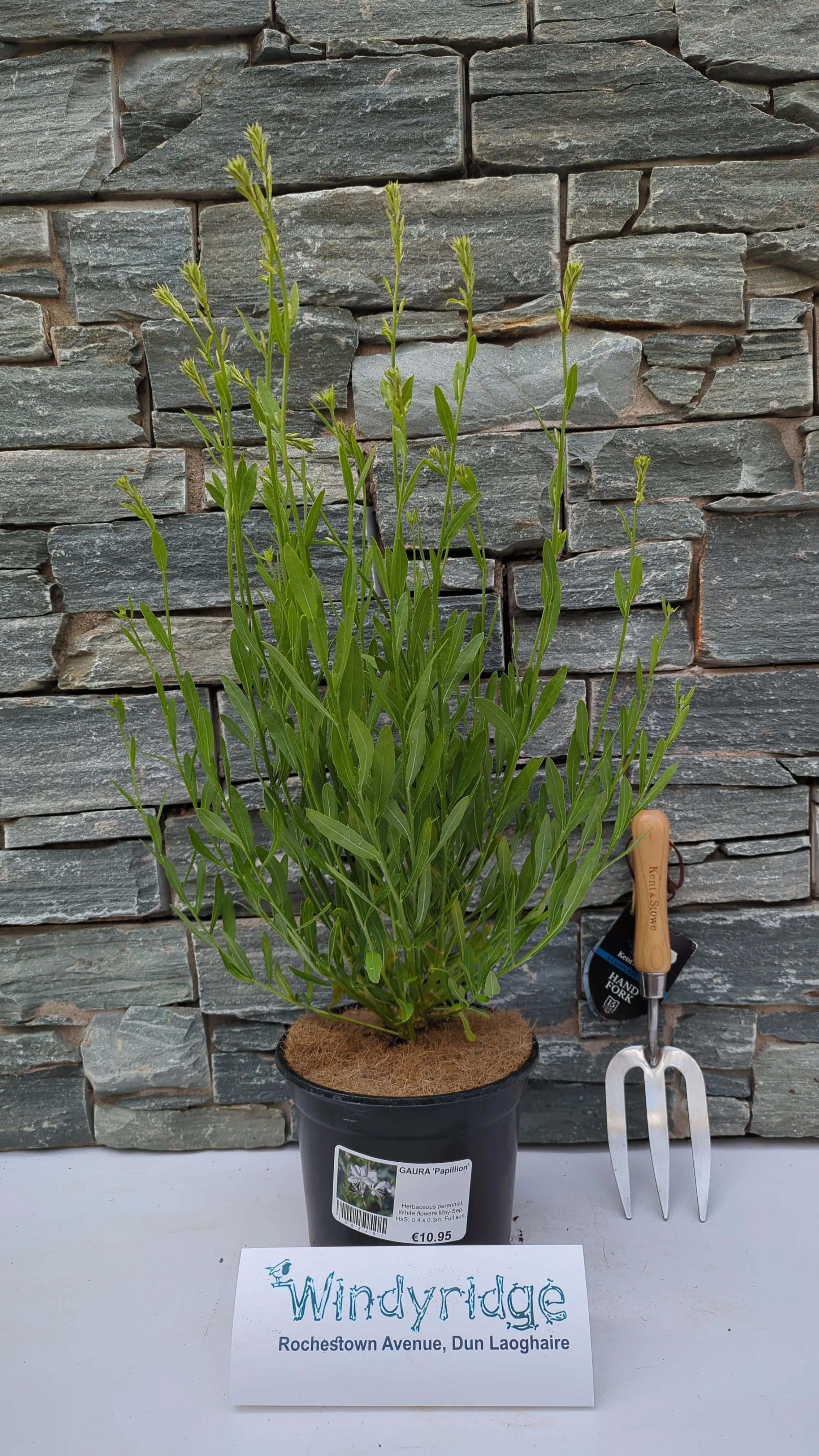 GAURA Papillion 3Ltr Pot - Image 2