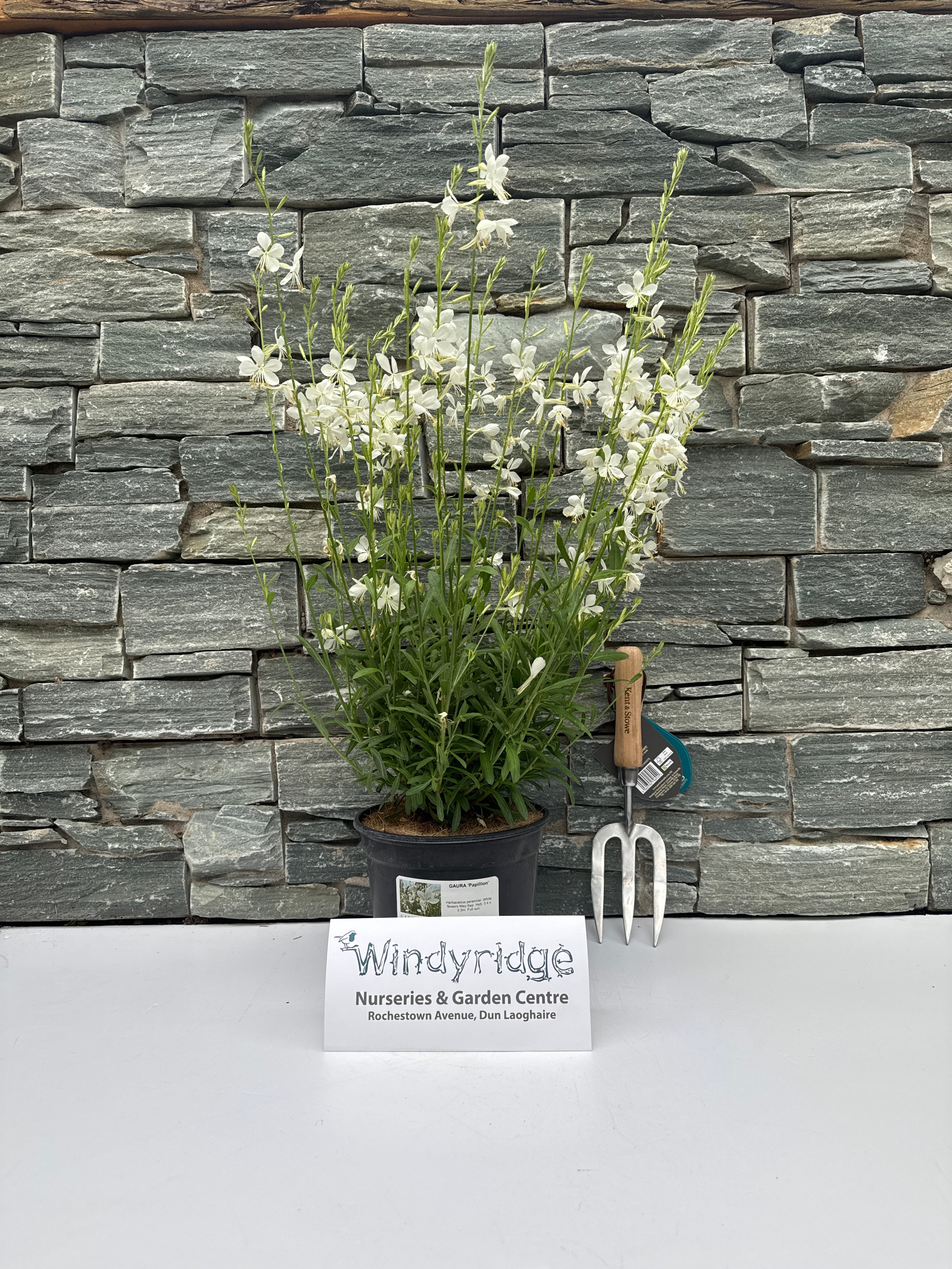 GAURA Papillion 3Ltr Pot - Image 3