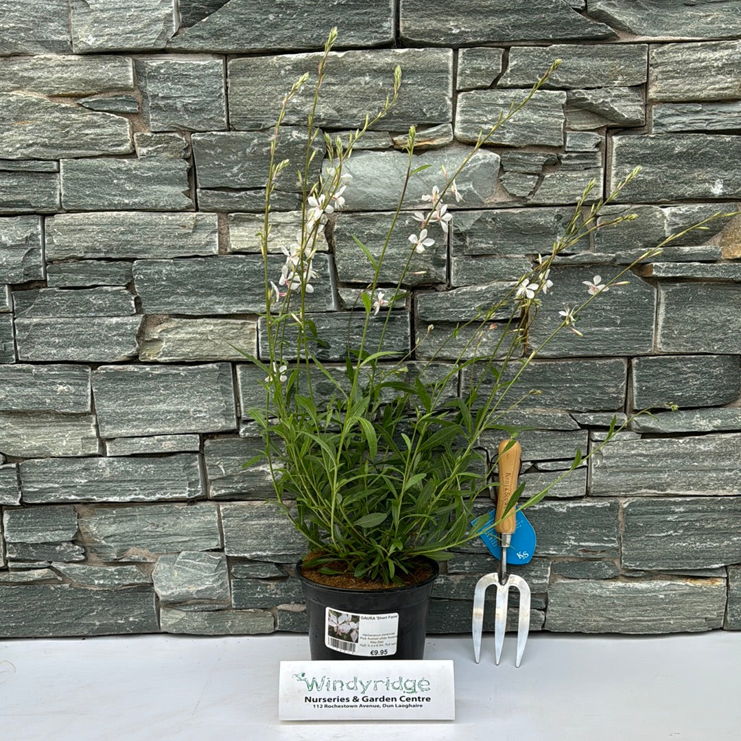 GAURA Short Form - Image 2
