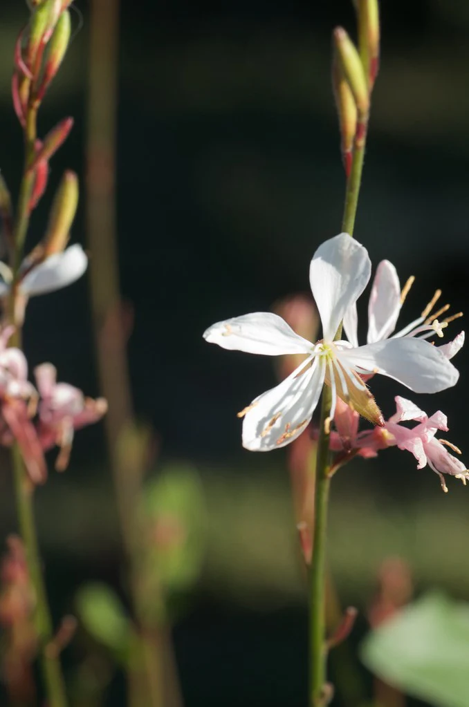 Gaura Whirling Butterflies