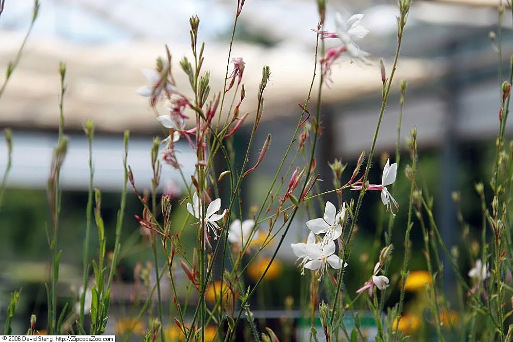 Gaura Whirling Butterflies - Image 2