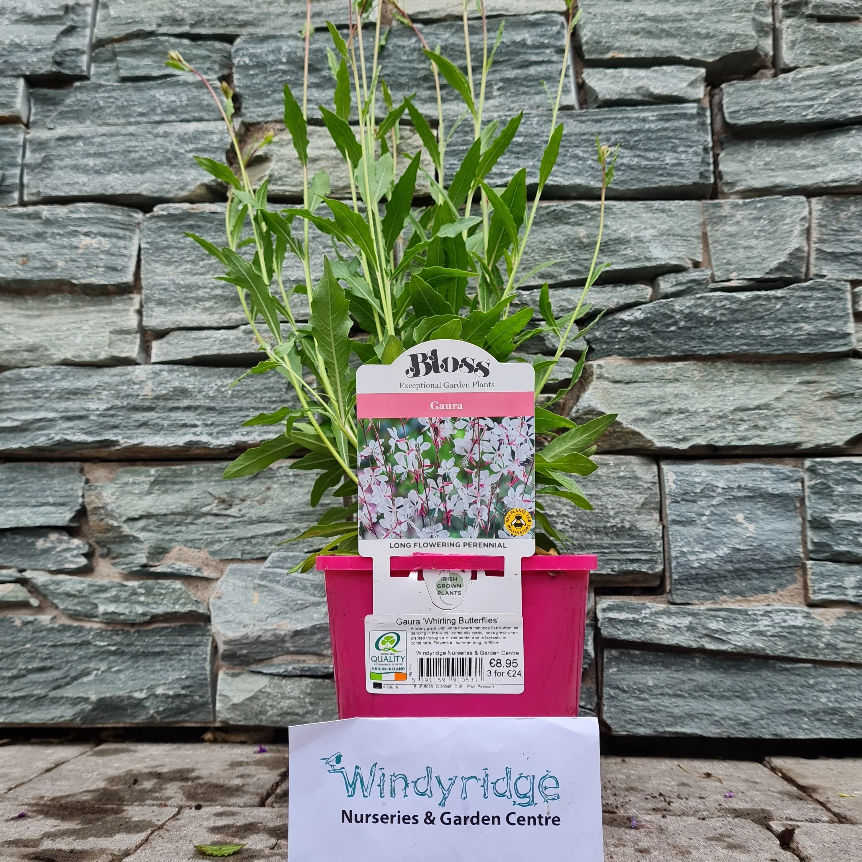 Gaura 'Elurra Whirling Butterflies'