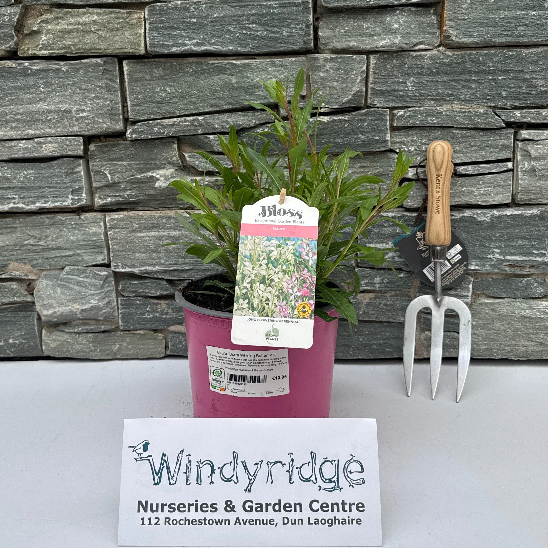 Gaura Whirling Butterflies - Image 3