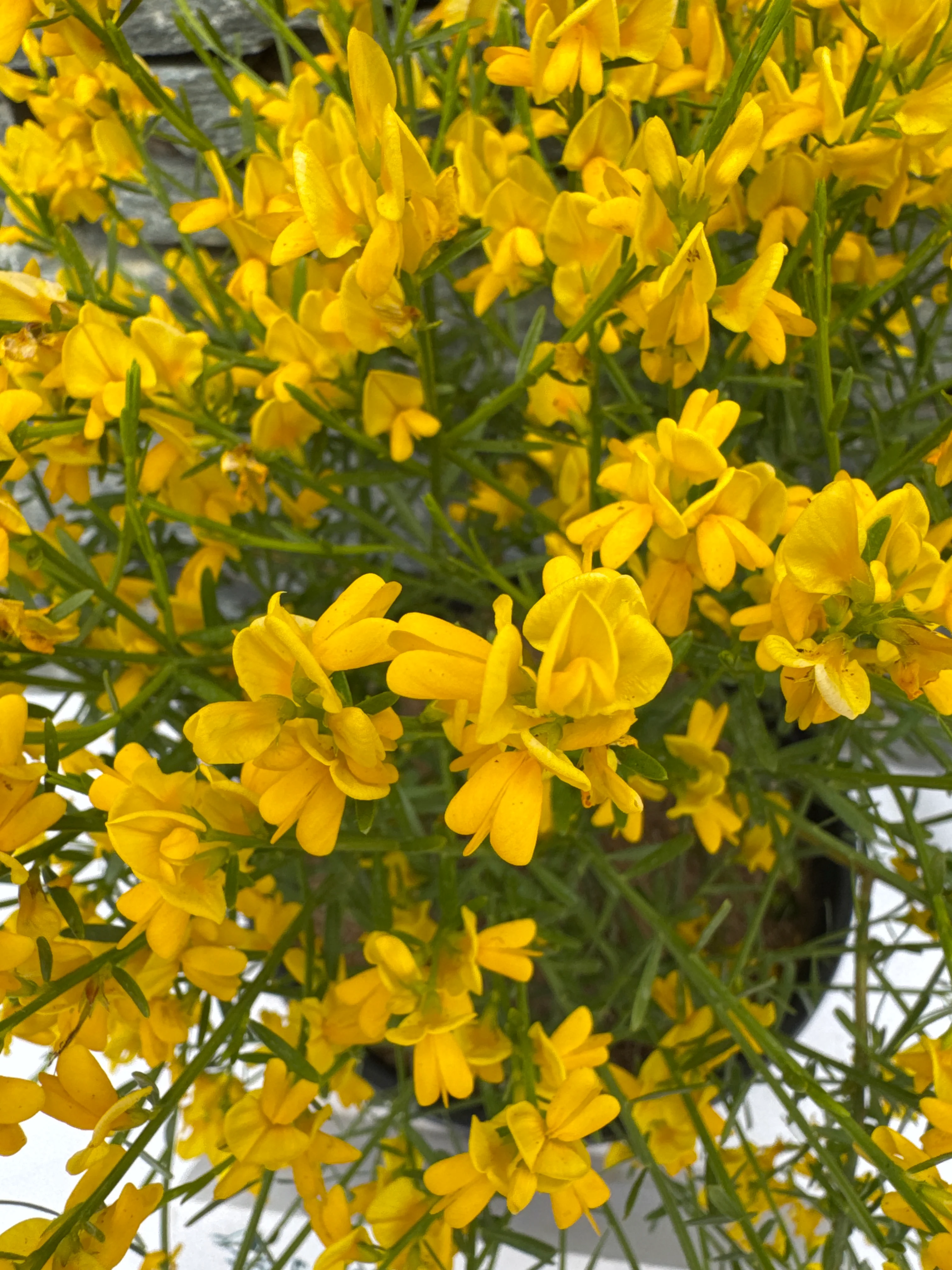 GENISTA lydia - Image 3