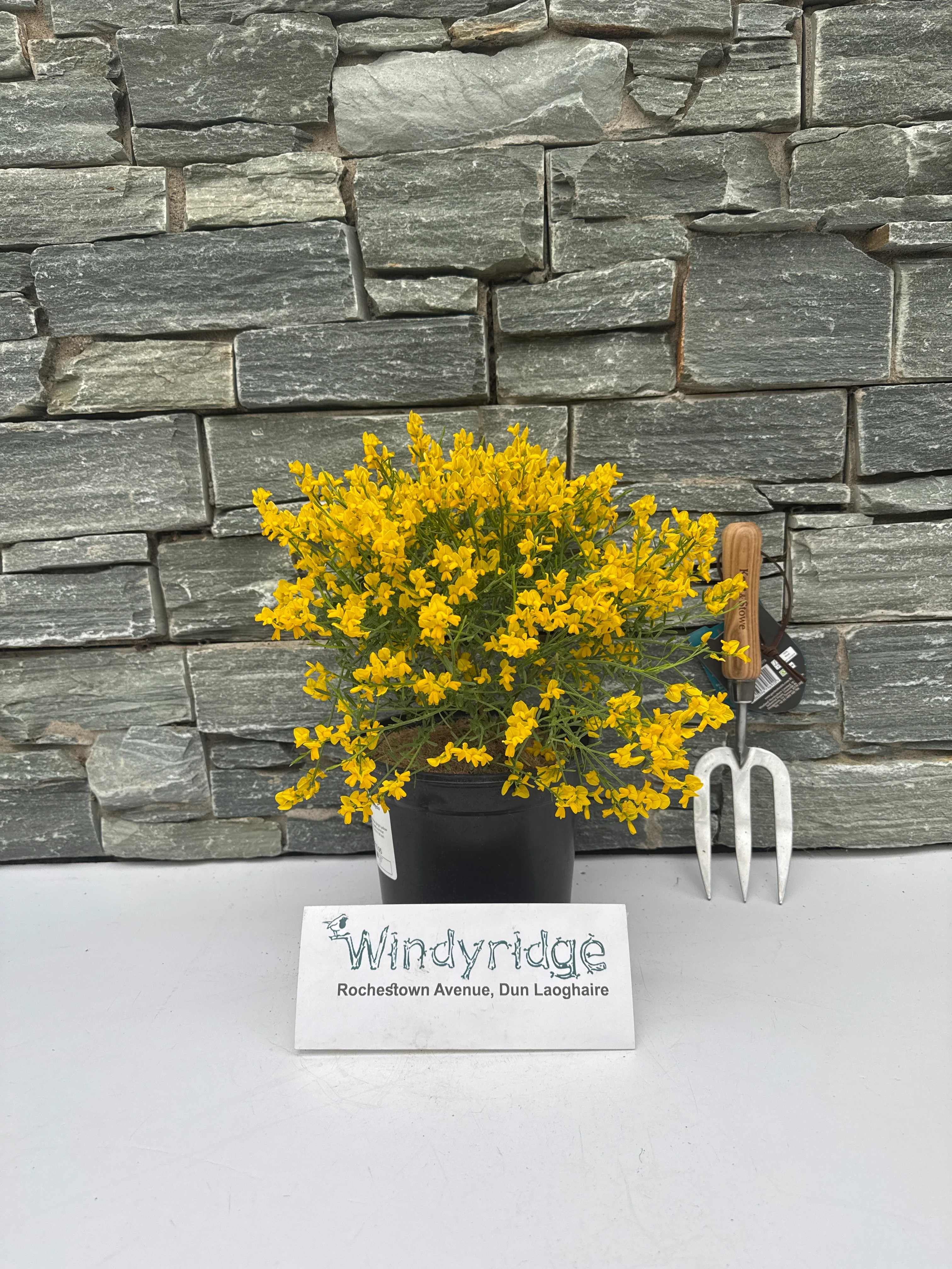 GENISTA lydia - Image 4