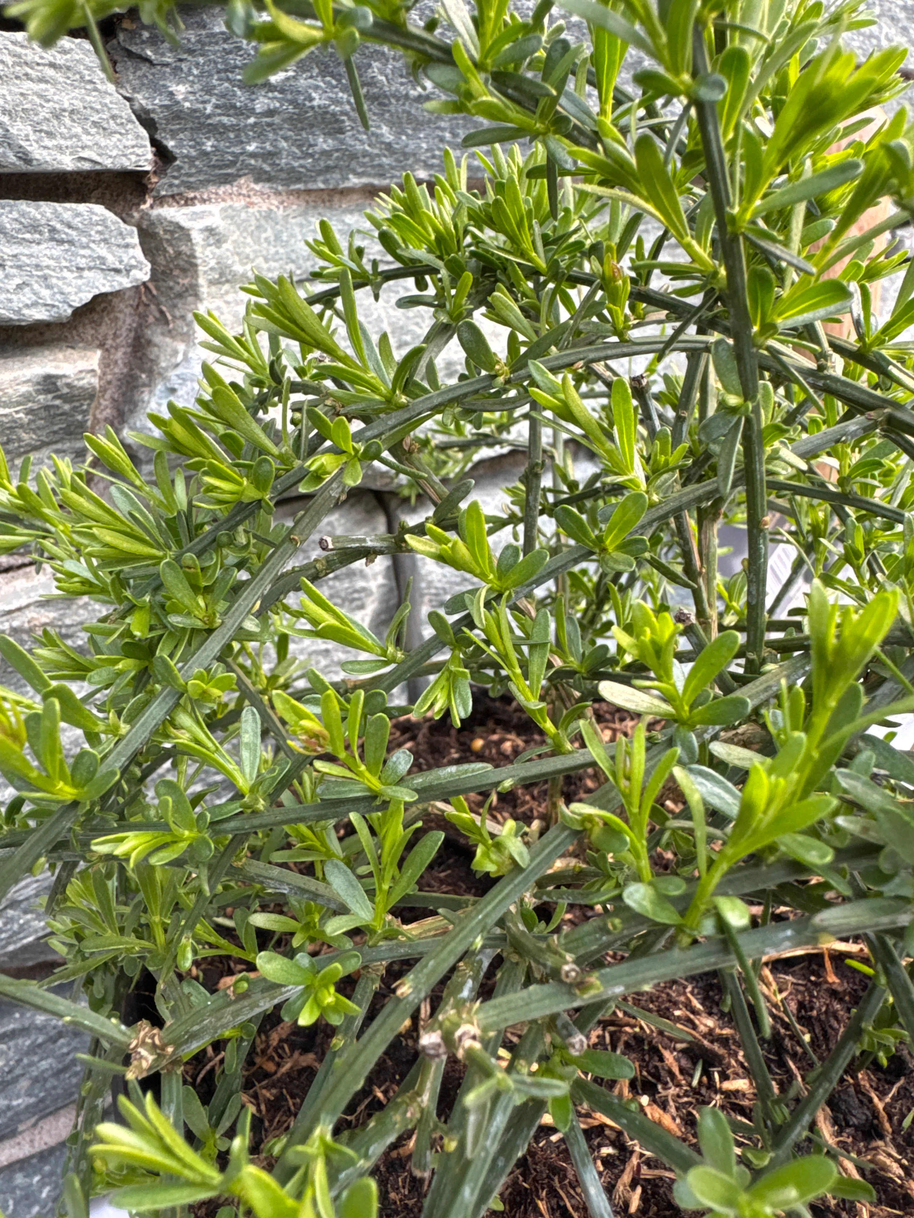 Genista Lydia - Image 4