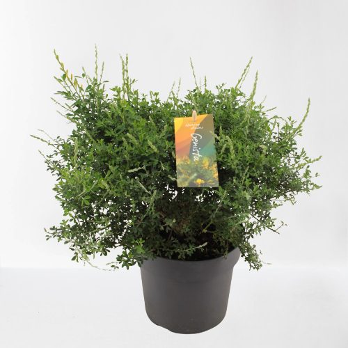 Genista spachiana - Image 3