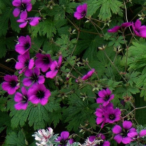 Geranium Ann Folkard - Image 3