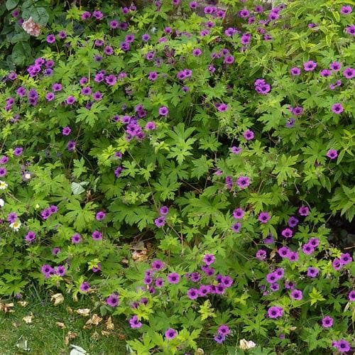 Geranium Ann Folkard - Image 4