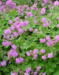 Geranium cantabrigiense Cambridge