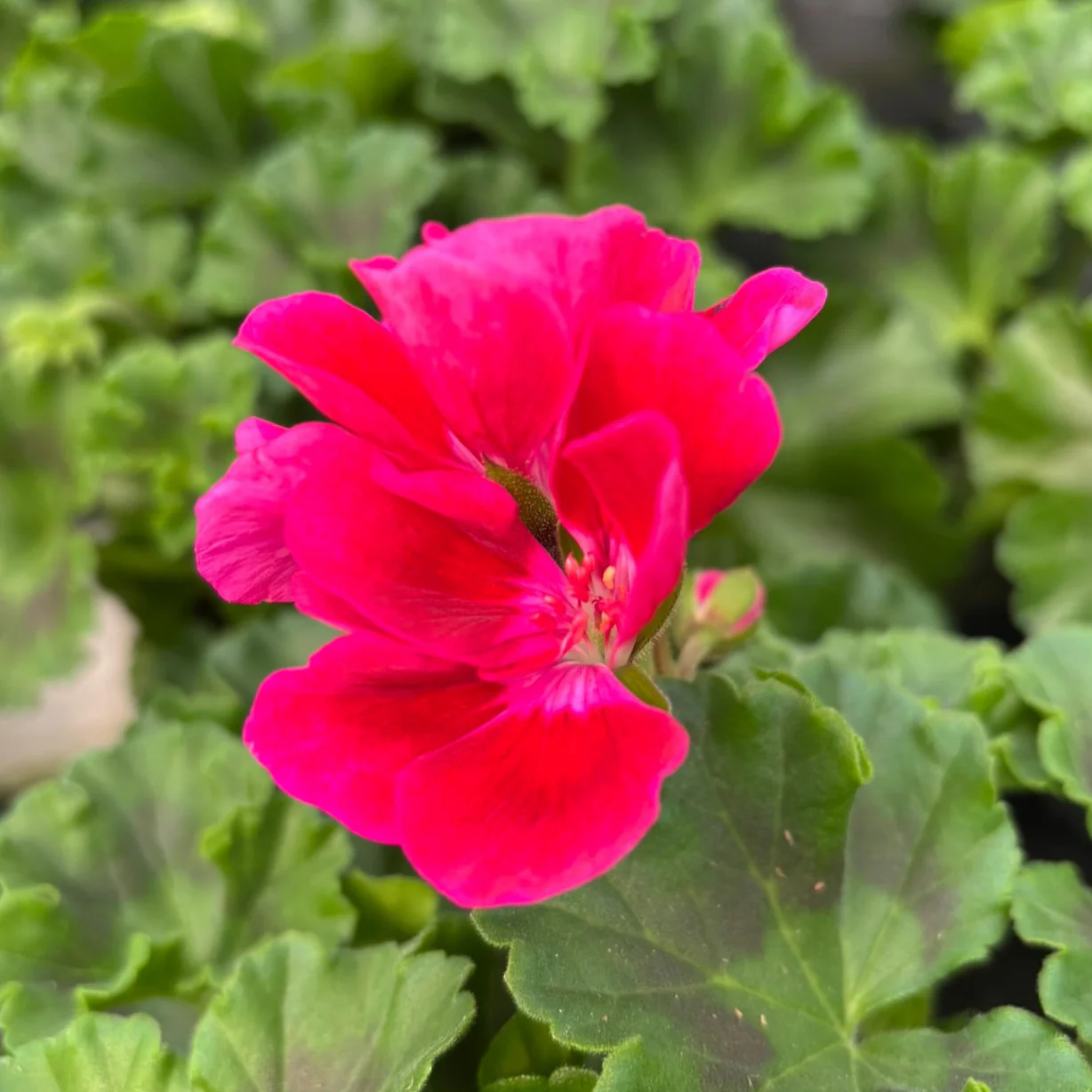 Geranium Cerise - Image 2