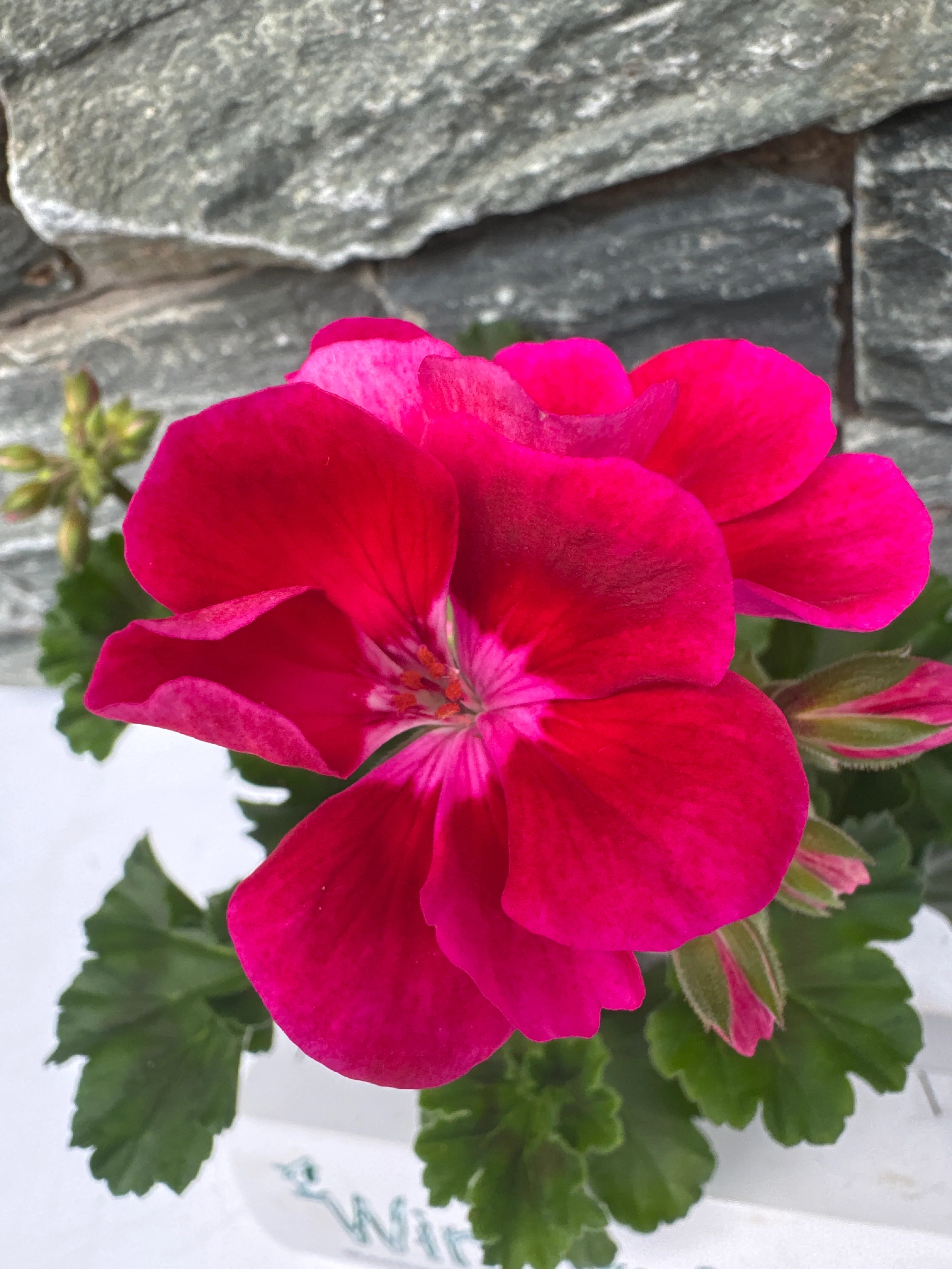 Geranium Cerise - Image 3