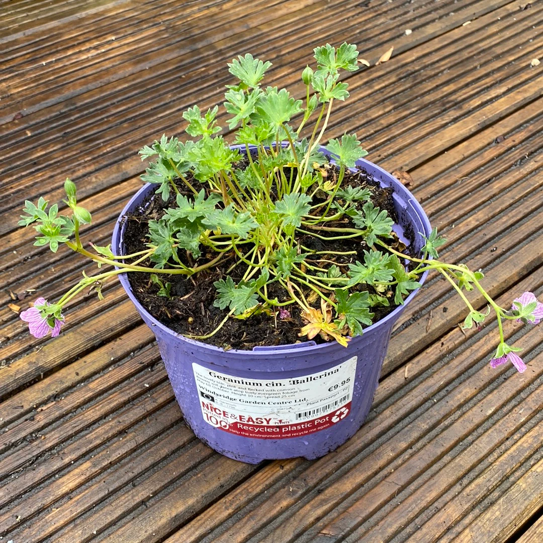 Geranium cin. Ballerina - Image 2
